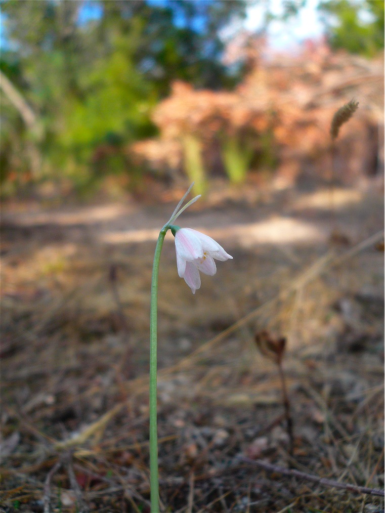 Leucojum roseum / Campanelle rosee